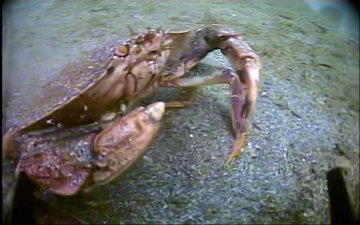 Crab attack
